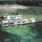 Naturreiner Imkerhonig – 500g - Image 2