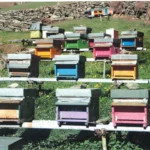 Naturreiner Imkerhonig – 500g - Image 9