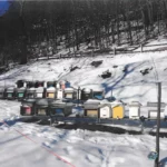 Naturreiner Imkerhonig – 500g - Image 3