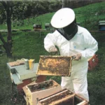 Naturreiner Imkerhonig – 500g - Image 4