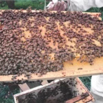 Naturreiner Imkerhonig – 500g - Image 5