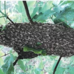 Naturreiner Imkerhonig – 500g - Image 8