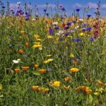 Bee and Butterfly Flower Seeds – Plants for Pollinators