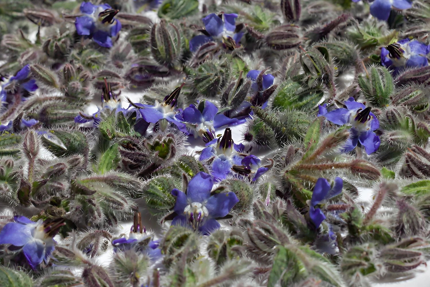 Persischer Borretsch - Blüten des Persischen Borretschs aus Iran